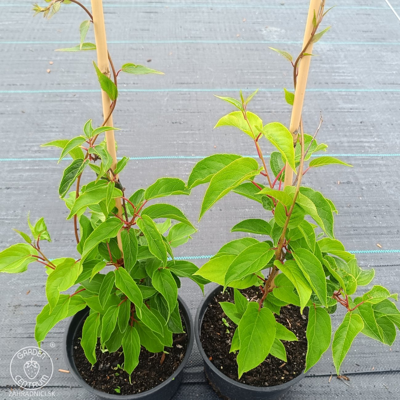 Obrázok Aktinídia žilnatá - kiwi (Actinidia arguta) ‘GENEVA’ - výška 30-50 cm, kont. C2L
